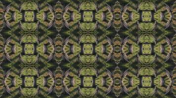 Bare palm tree in kaleidoscopic view. video