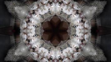 Symmetry view kaleidoscope cat abstract background video