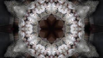 Symmetry view kaleidoscope cat abstract background video