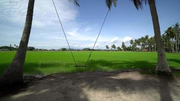 swing es moverse en la plantación de coco. video