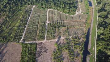 Aerial top down view banana tree plantation in rural farm video