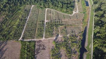 antenn uppifrån och ned vy bananträdplantering på landsbygden gård video