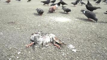 Dead pigeon lying at street. video