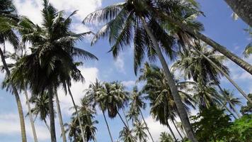 Move and look up coconut trees video