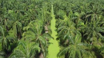 survol aérien d'une plantation de palmiers à huile avec une plante d'algues video