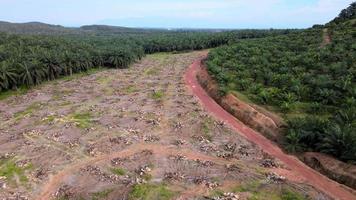 Aerial view oil palm tree is cut video