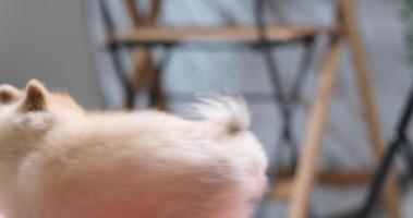 Video 4K, il simpatico cerchio di razza Pomerania si gira su se stesso. comando di rotazione dell'animale domestico attivo. cane di razza al rallentatore in casa e seduto cane eccitato per uno spuntino di alimentazione dal proprietario dato