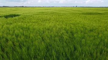 Agriculture field of wheat stretching for acres blowing in wind, Aerial Forward video