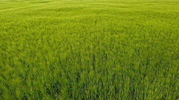 blé de champ vert se balançant dans le vent video