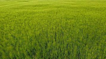 grano di campo verde che ondeggia nel vento video