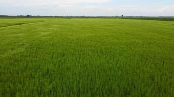 Agriculture field of wheat stretching for acres blowing in wind, Aerial Forward video