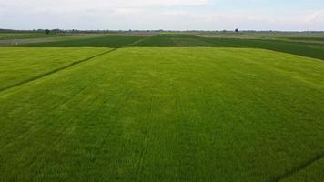 Grünes Weizenfeld wiegt sich im Wind video