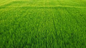 trigo de campo verde meciéndose en el viento video