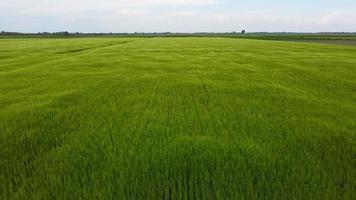 Agriculture field of wheat stretching for acres blowing in wind, Aerial Forward video