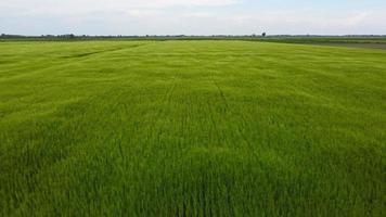 Agriculture field of wheat stretching for acres blowing in wind, Aerial Forward video