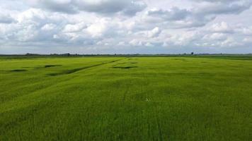 campo agrícola de trigo que se estende por acres soprando no vento, aéreo para a frente video