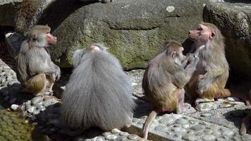 Hellabrunn Zoo, München, Beieren, Duitsland - 16 april 2022, kleine groep hamadryas-bavianen die van de zon genieten. de ene baviaan wordt verzorgd door de andere. video