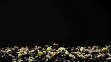 Growing seeds rising from soil time lapse 4k footage. video