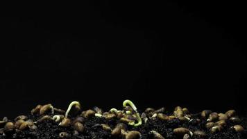 Growing seeds rising from soil time lapse 4k footage. video