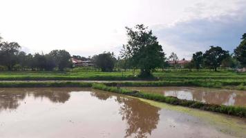 rijstveld en landbouwgrond in thailand video