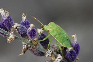 Green Stink Bug, Palomena prasina photo