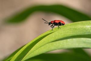 Lily leaf beetle, Lilioceris lilii photo