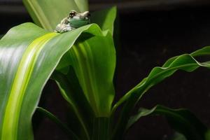 Amazon Milk Frog, Trachycephalus resinifictrix photo