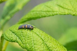 Caterpillar of Ladybug photo