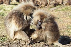 gelada, montañas semien, etiopía, áfrica foto