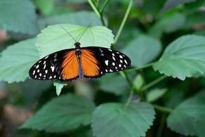 Golden longwing, Heliconius hecale photo