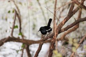 A magpie robin perched on a tree in Bharatpur photo