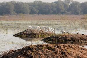 A colony of Spoonbills on a mudbank in a wetland lake in the Bharatpur bird sanctuary photo