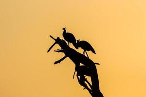 A beautiful silhouette of Indian peafowls perched on a dead tree against a yellow sky in the Keoladeo National Park in Bharatpur, Rajasthan, India photo