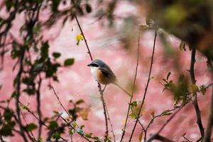 A soft focus of a long-tailed shrike perched on a tree at the Keoladeo National Park in Bharatpur, Rajasthan, India photo