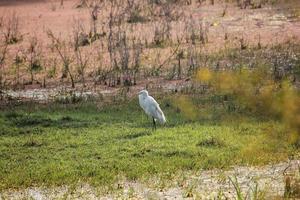 A beautiful shot of a great egret in the Keoladeo National Park in Bharatpur in Rajasthan, India. photo