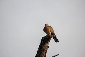 A dove perched on a dry tree branch. Wildlife from the Keoladeo National Park in Bharatpur in Rajasthan, India. photo