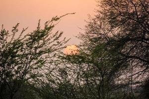 Beautiful sunset sky through the tree branches. Keoladeo National Park in Bharatpur, India. photo