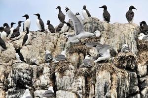 A view of a Kittiwake on Farne Islands photo