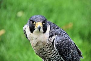 A close up of a Pergrine Falcon photo