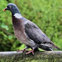 A close up of a Wood Pigeon photo