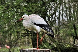 A close up of a White Stork photo