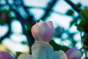 hermosas flores de manzana rosa, fondo de primavera. foto