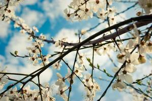 hermosas flores blancas de cerezo. foto