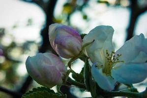 Beautiful pink apple flowers, spring background. photo