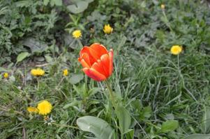 Spring flowers bloomed in the garden in the village photo