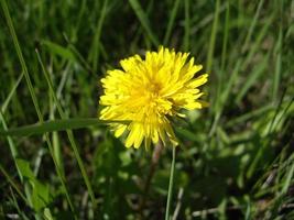 Spring flowers bloomed in the garden in the village photo