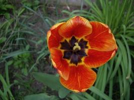 Spring flowers bloomed in the garden in the village photo