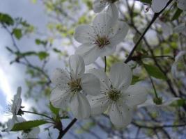 flores de primavera florecieron en el jardín del pueblo foto