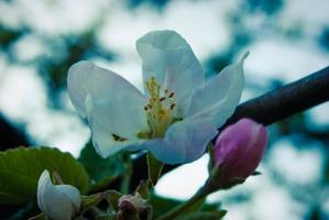 Beautiful pink apple flowers, spring background. photo