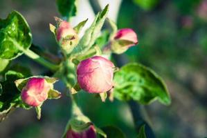 Fresh spring beautiful flowers of the apple tree. photo